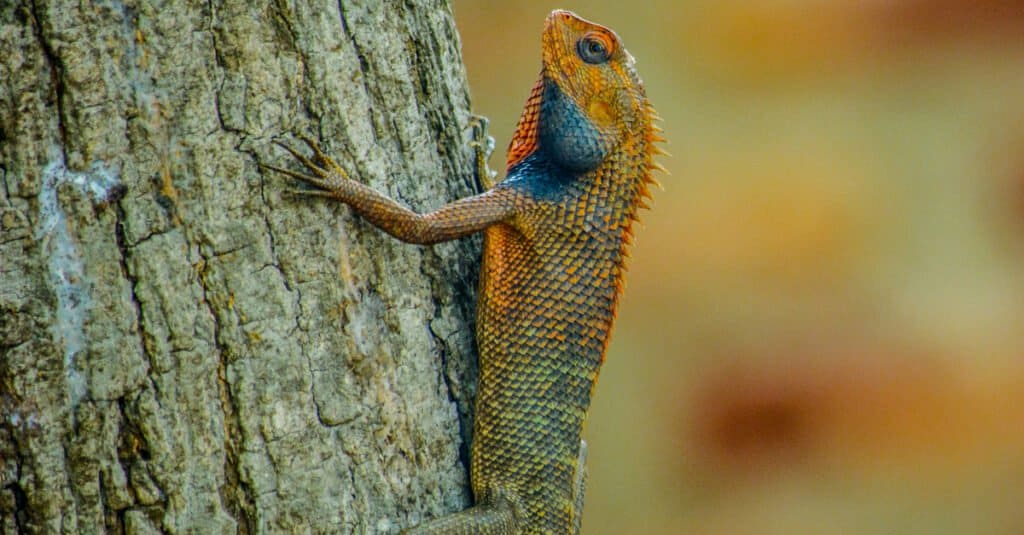 Salamandra contro lucertola
