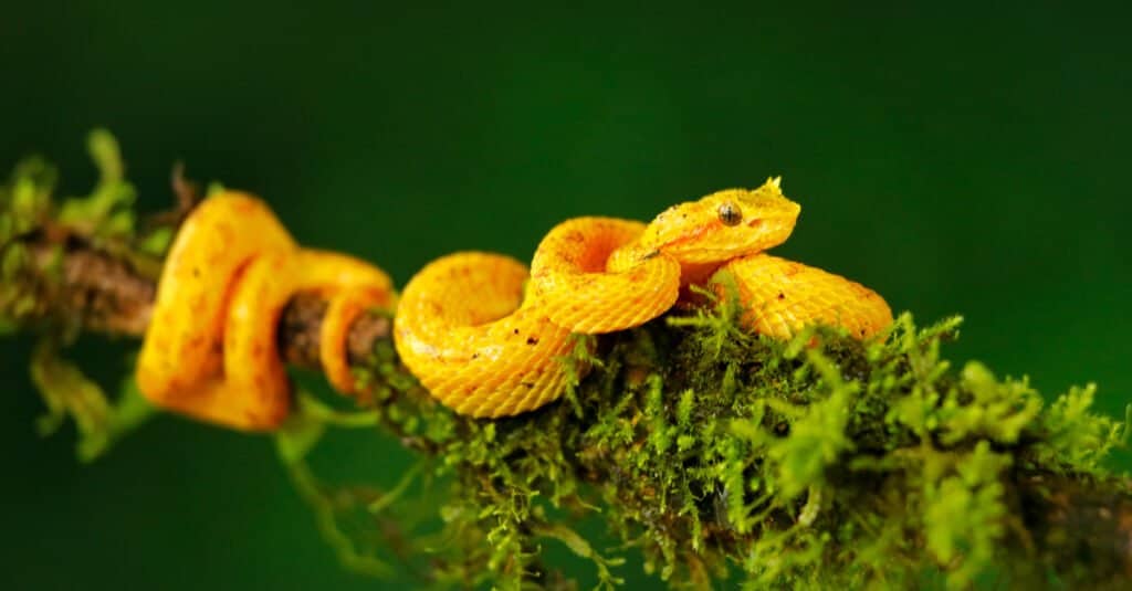 serpenti più carini del mondo