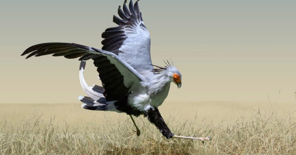 Gli animali più stupidi del mondo: il segretario Bird