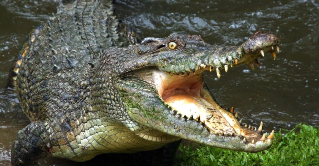 Animali con la pelle di coccodrillo più dura