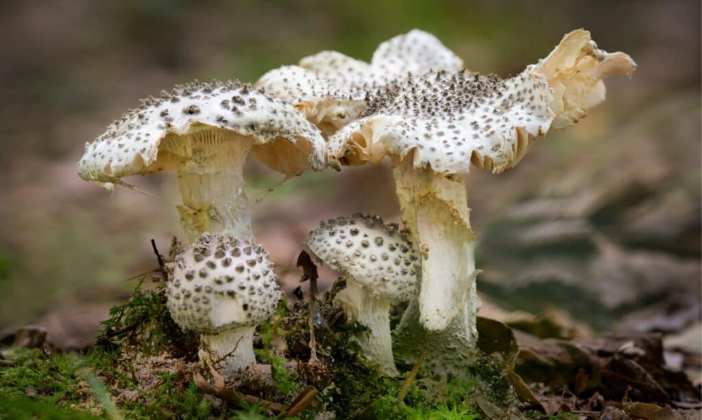 Tipi di funghi velenosi