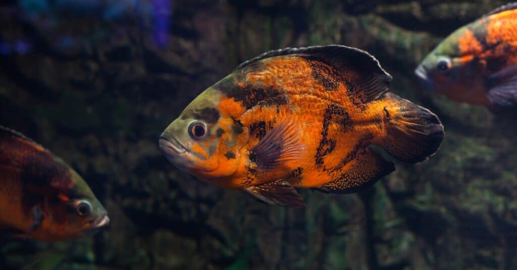 Pesce Oscar che nuota nell'acqua scura