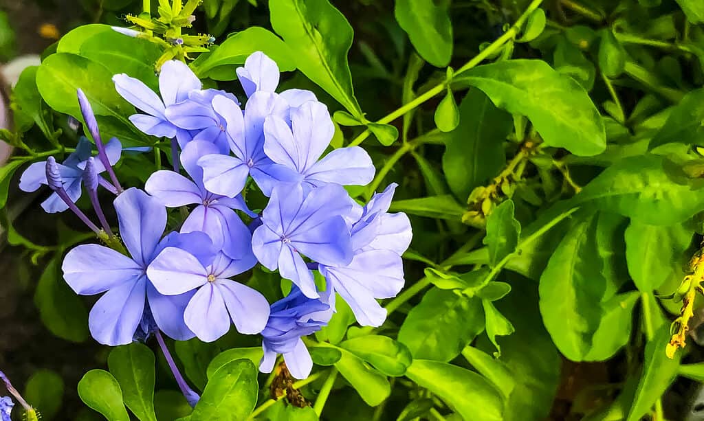 Phlox divaricato