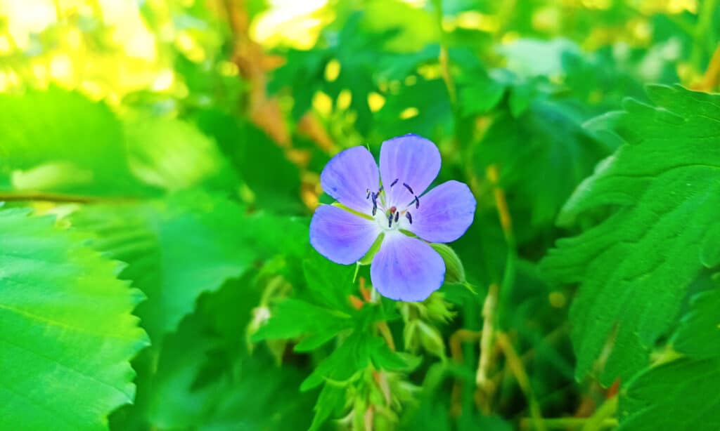 Bellezza, Fiore, Blu, Botanica, Brillante