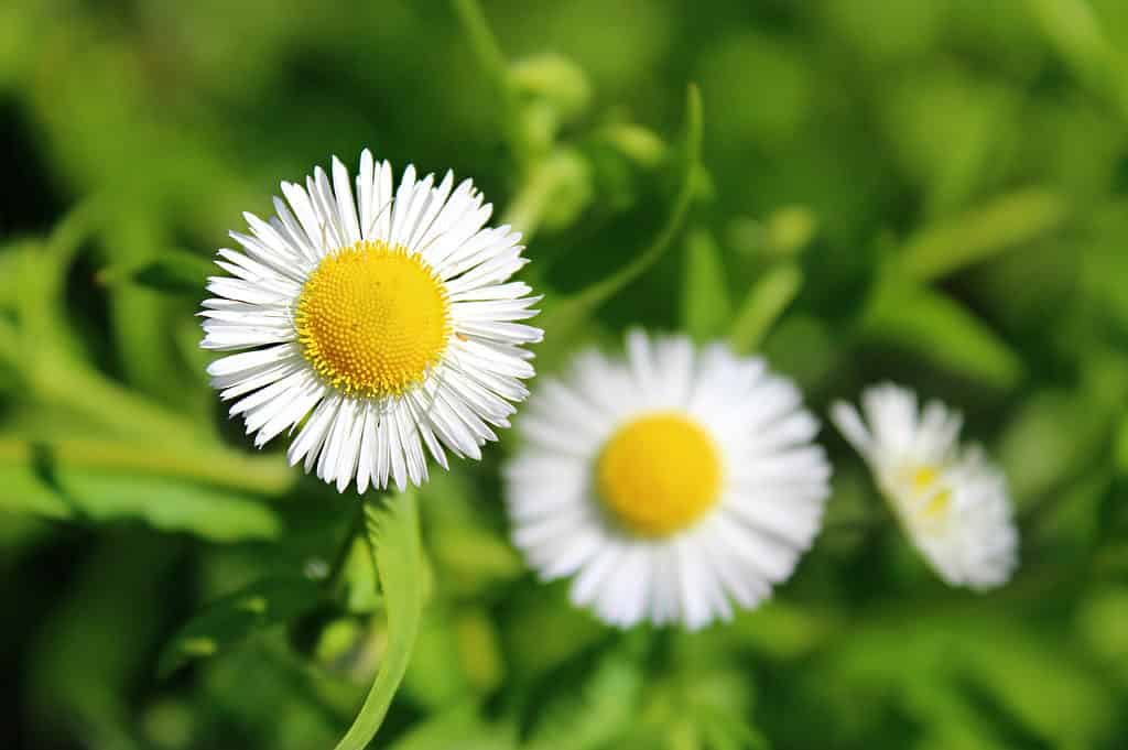 Margherita della bambola bianca