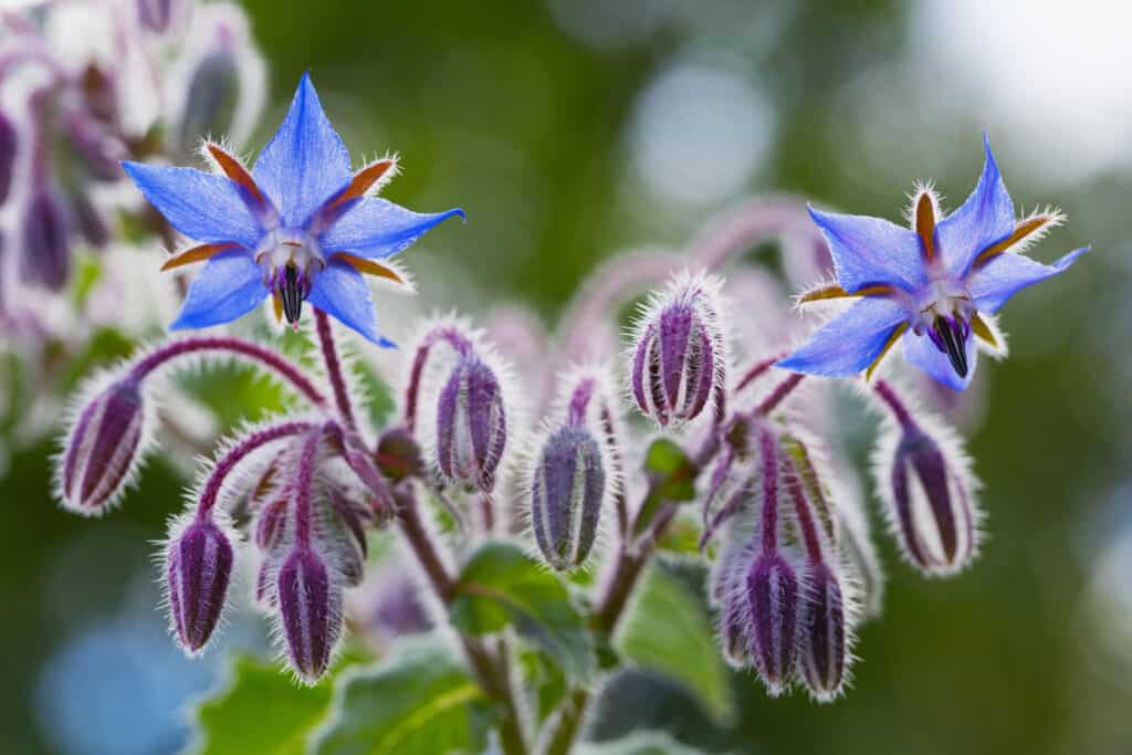 I fiori di borragine si chiudono