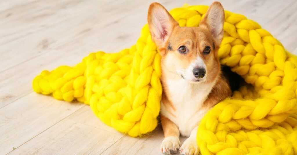Corgi in coperta di maglia