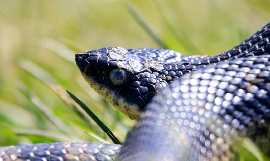 Primo piano del serpente Hognose