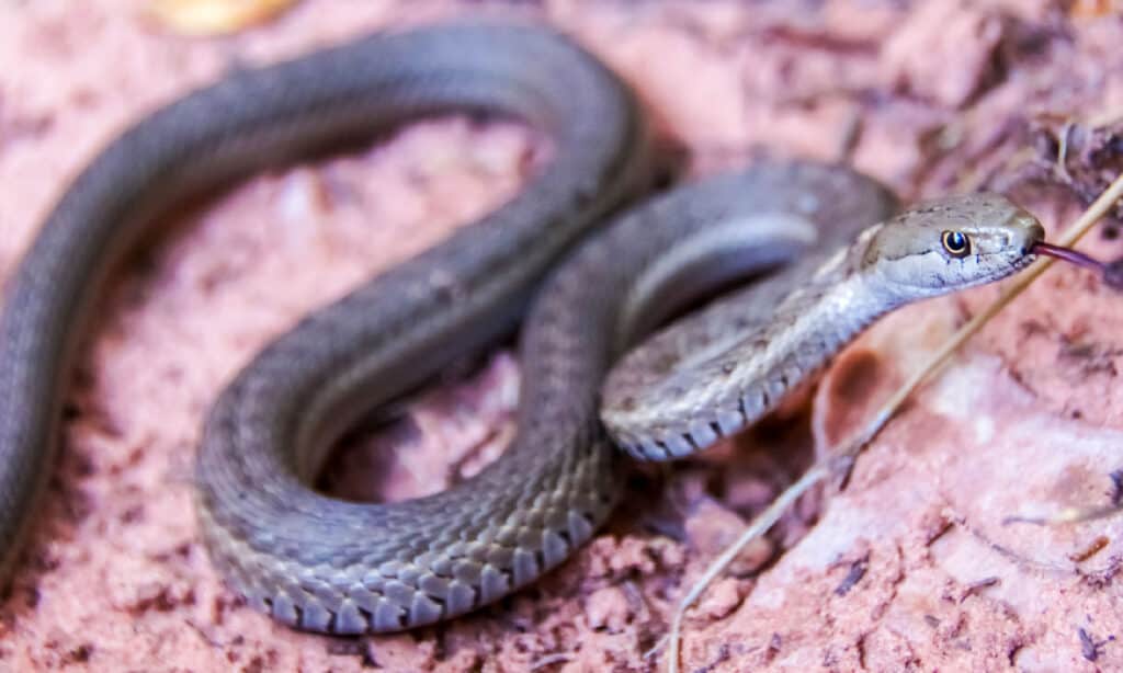 Serpente giarrettiera, direzione ovest, caccia agli animali, primo piano, pericolo