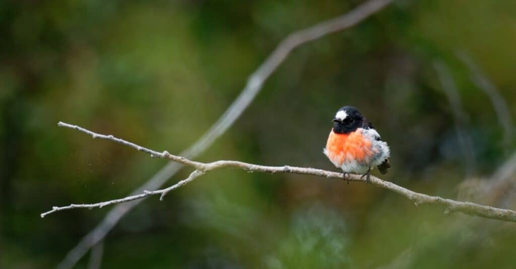 Uccelli dal petto rosso: Scarlet Robin