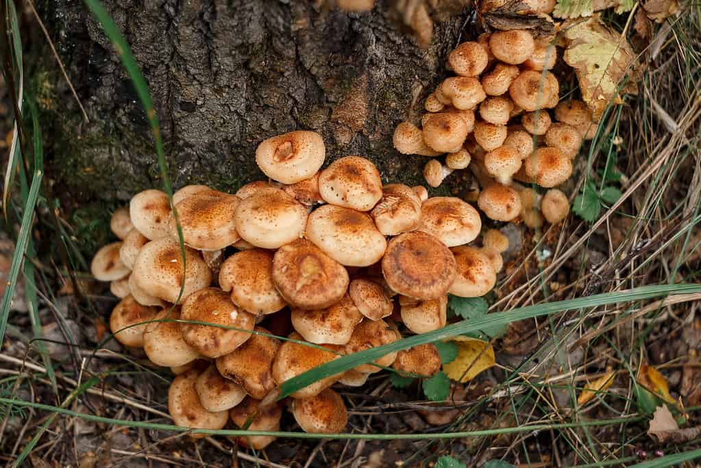 Armillaria mellea, comunemente nota come fungo del miele, che cresce alla base di un albero