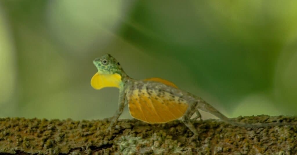 Draco volans, il drago volante comune sull'albero nel Parco nazionale di Tangkoko, Sulawesi, è una specie di lucertola endemica del sud-est asiatico