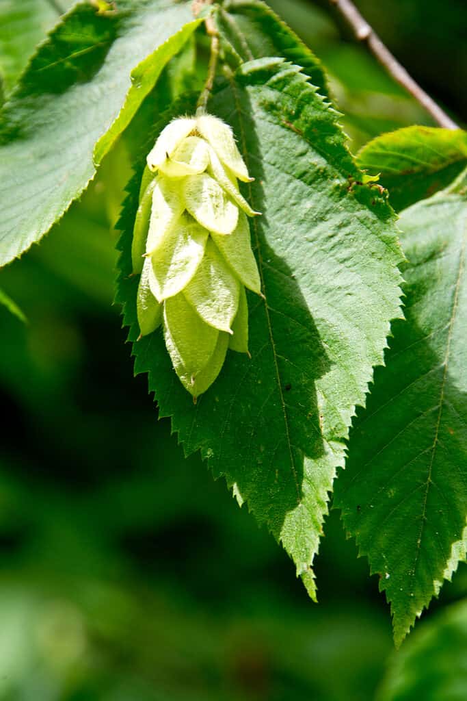 Ostria virginiana