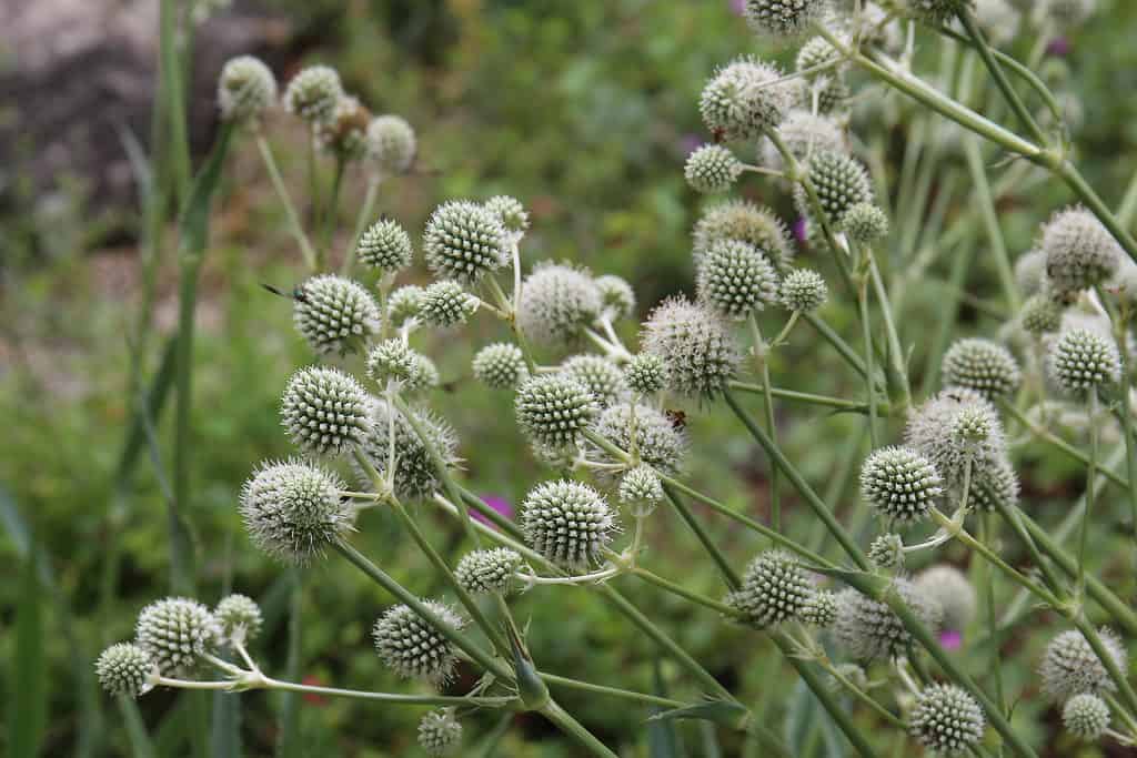 Maestro del serpente a sonagli (Eryngium yuccifolium)