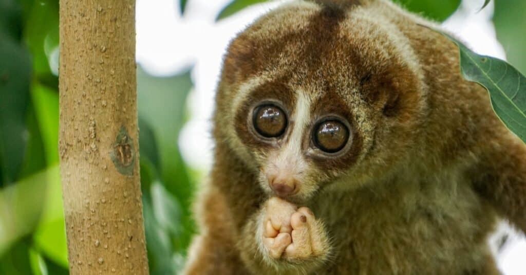 Animali più belli: Slow Loris