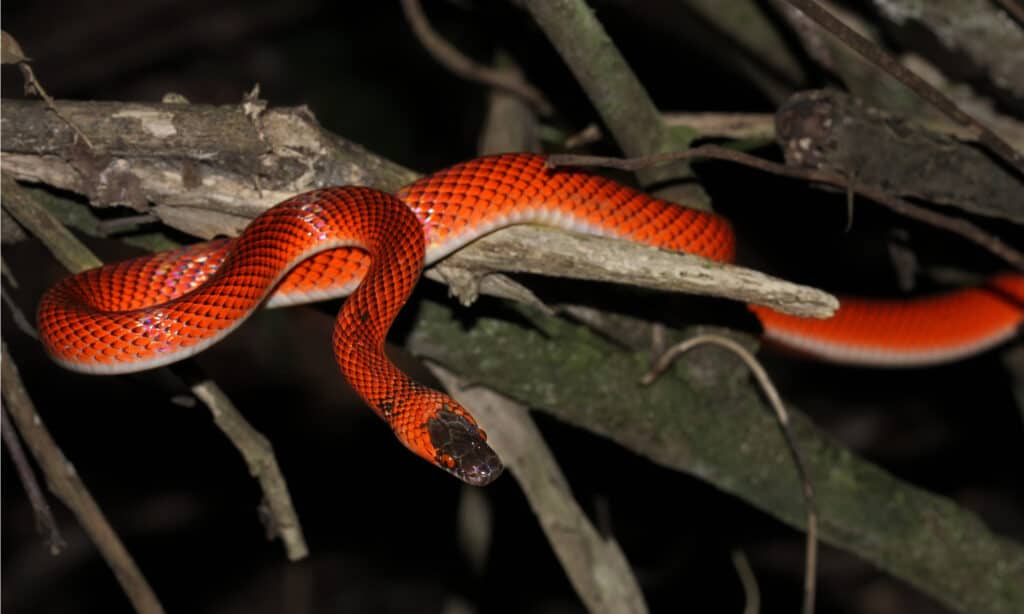 serpente mussolina