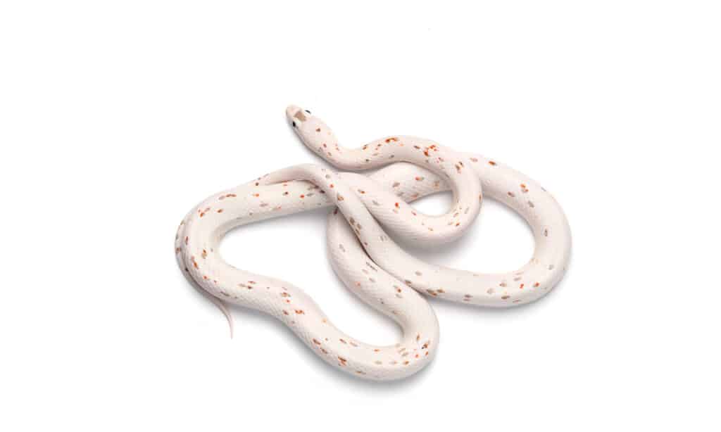 A $ 445.800 questo è il serpente più costoso del mondo!
