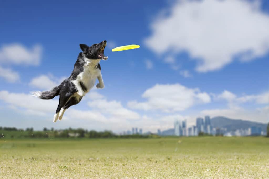 Border collie che salta in alto per prendere un disco frisbee