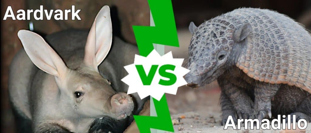 Oritteropo contro Armadillo