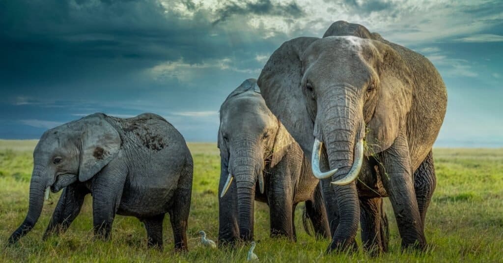 Animali più deboli Elefante