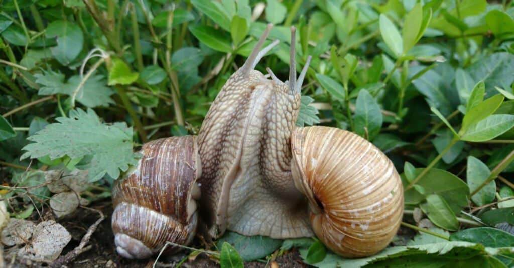 Abitudini di accoppiamento delle lumache - Accoppiamento delle lumache