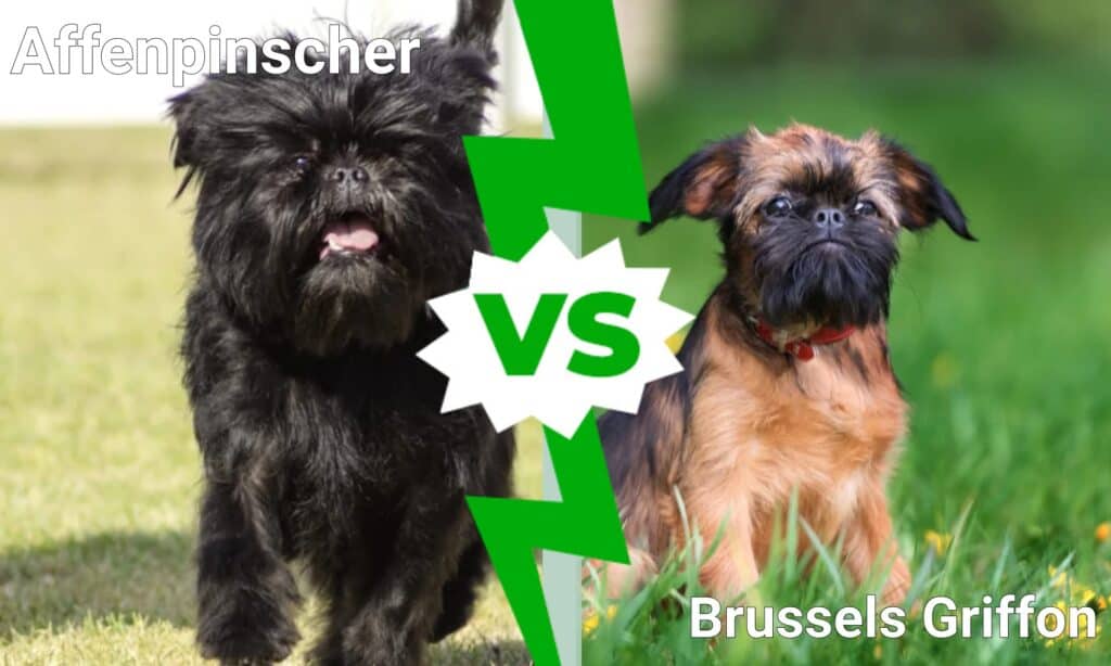 Affenpinscher contro Bruxelles Griffon