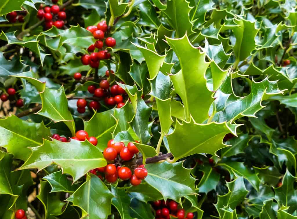 Un primo piano delle bacche rosse e delle foglie verdi dell'agrifoglio inglese.
