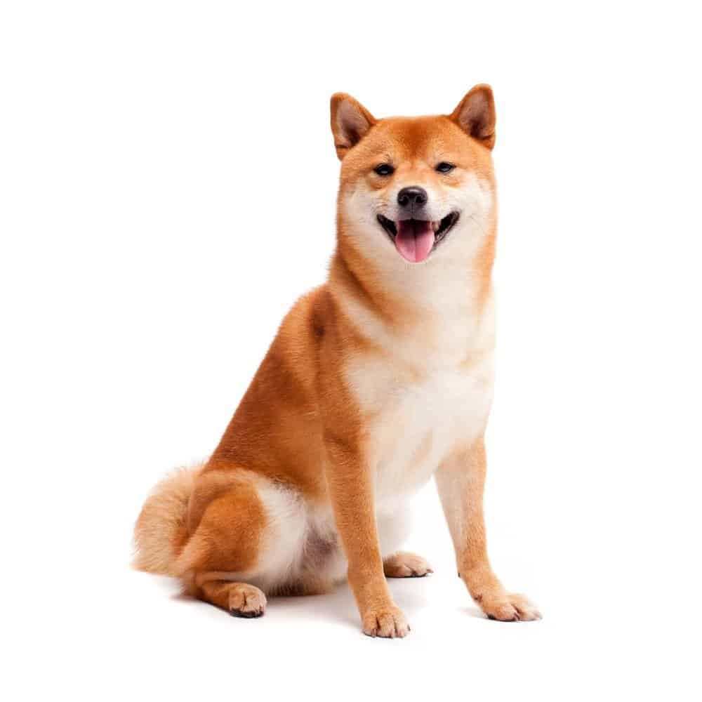 Shiba Inu su uno sfondo bianco