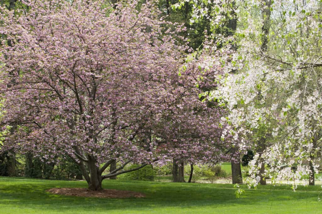 fioritura dell'albero del corniolo