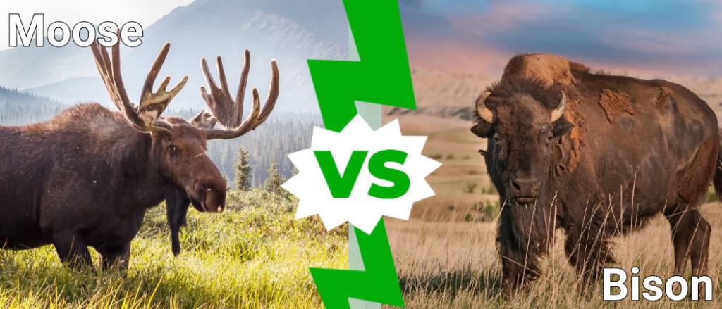 Alce contro Bisonte
