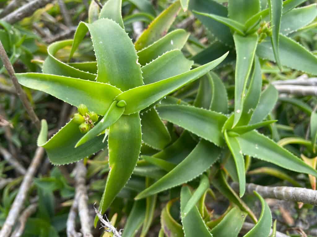 Pianta rampicante dell'aloe