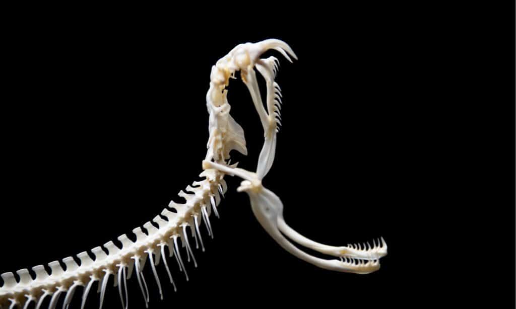 Scheletro di serpente con le fauci aperte