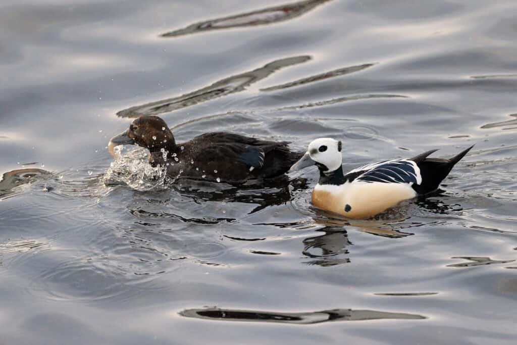 Eiders di Steller femminili e maschili che nuotano