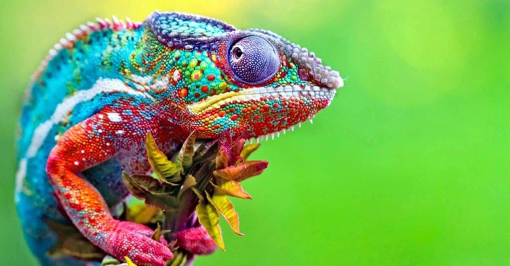 Rettile Camaleonte Selvaggio Con Bellissimi Colori