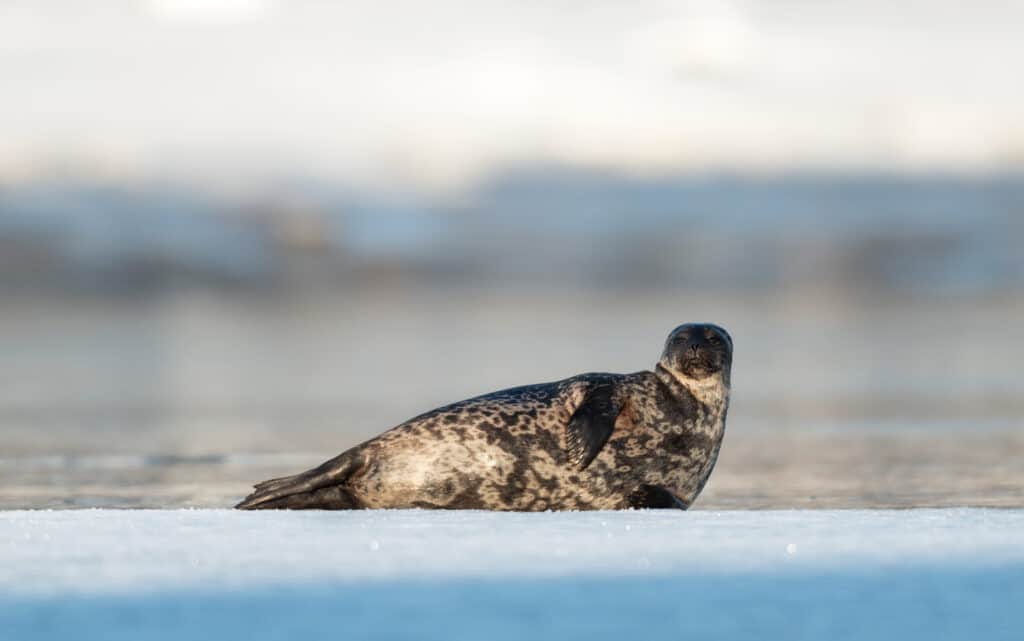 Foca dagli anelli artica