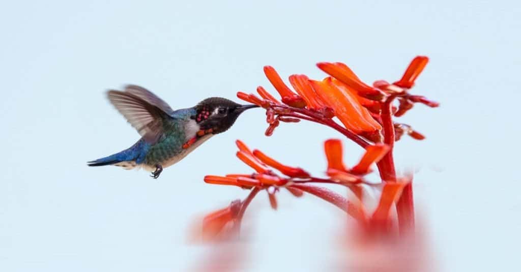 Animale grasso: ape colibrì