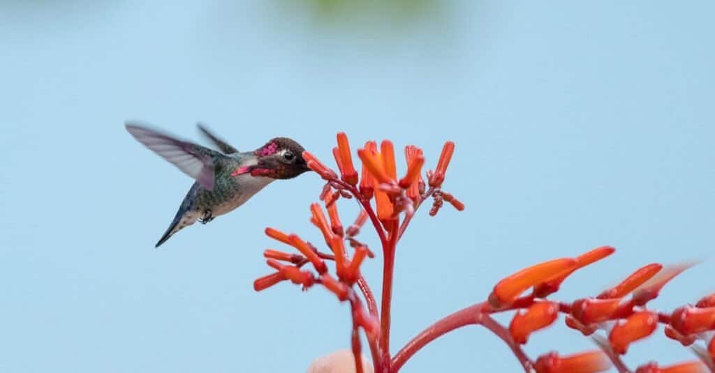 Animali che depongono le uova
