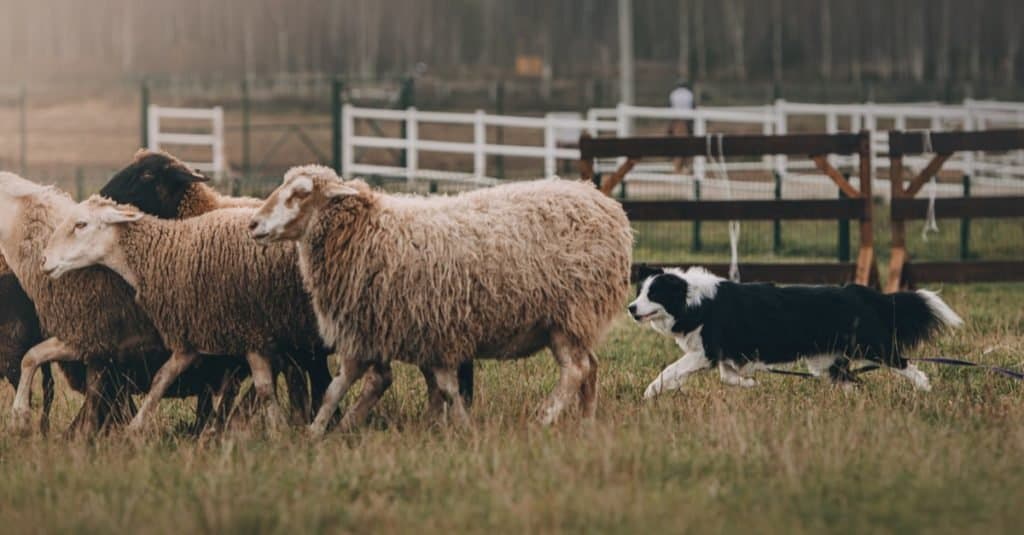 Cane da pastore di animali domestici preistorici