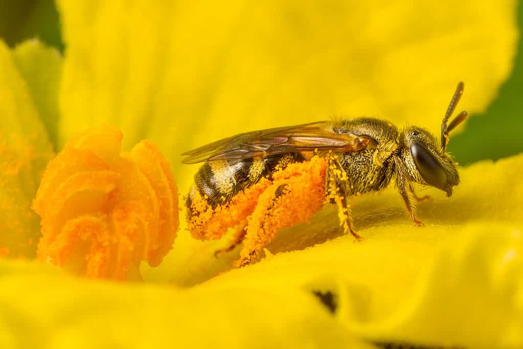 Chiuda in su dell'ape e del polline