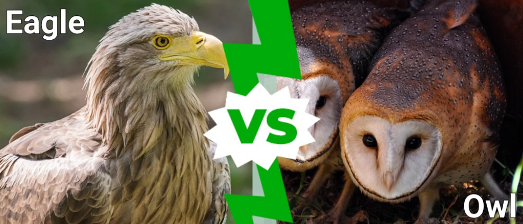 Aquila contro Gufo