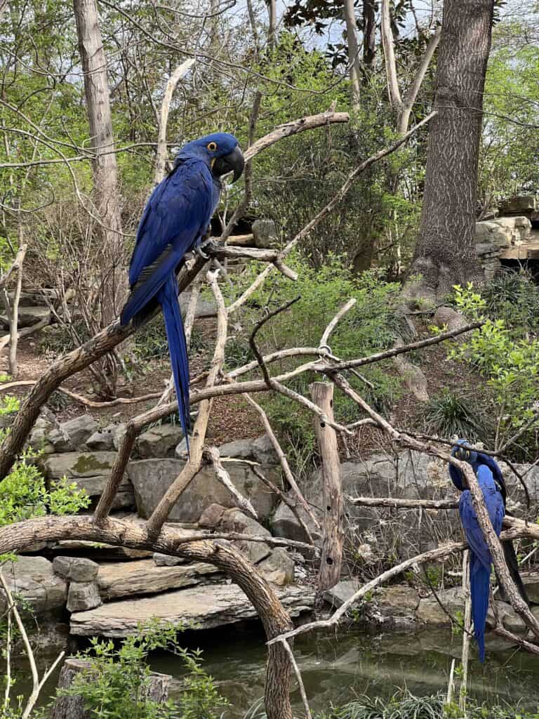 are giacinto allo zoo di Nashville a Grassmere