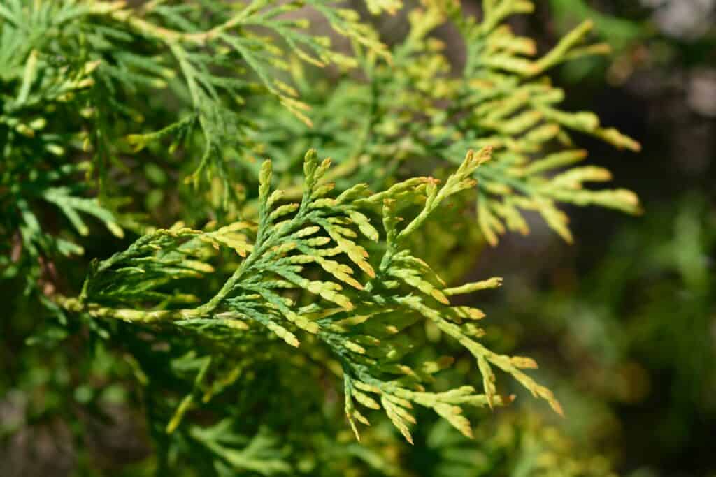 Arboreto americano