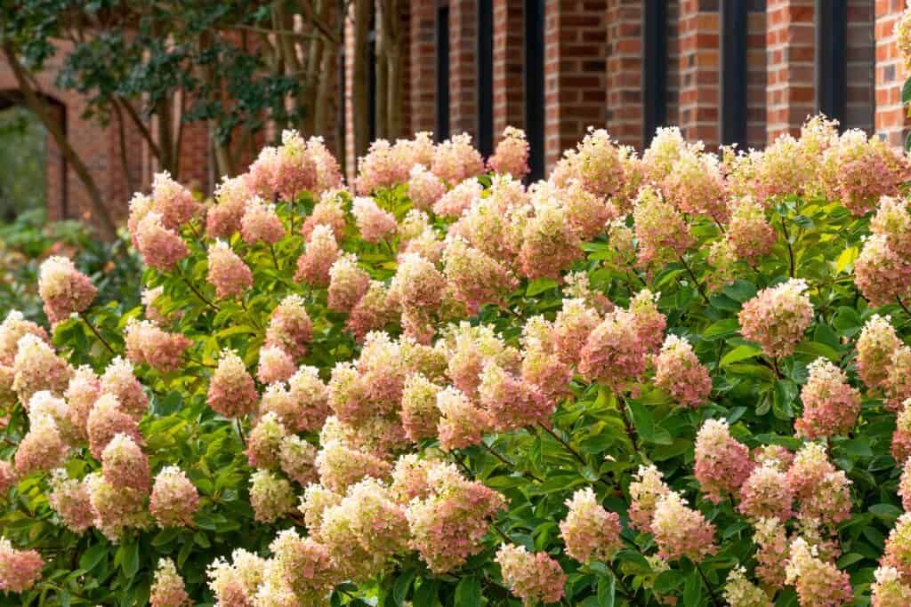 Splendido arbusto Prime Hydrangea a ribalta bicolore in piena fioritura.