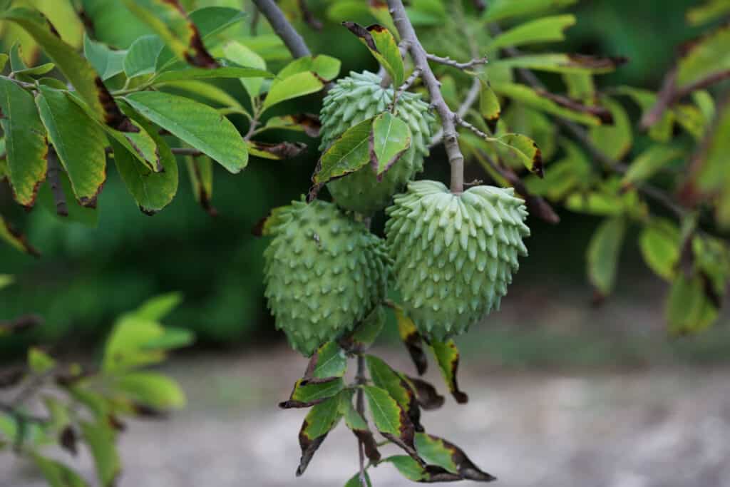 Atemoyas su un albero