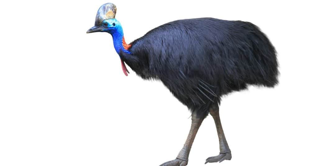 è un casuario Un uccello - isolato su sfondo bianco