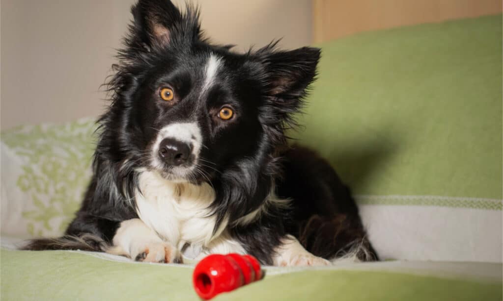Border Collie con il giocattolo Kong