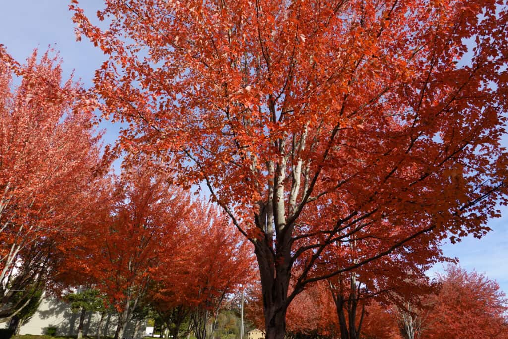 Autunno Blaze alberi di acero