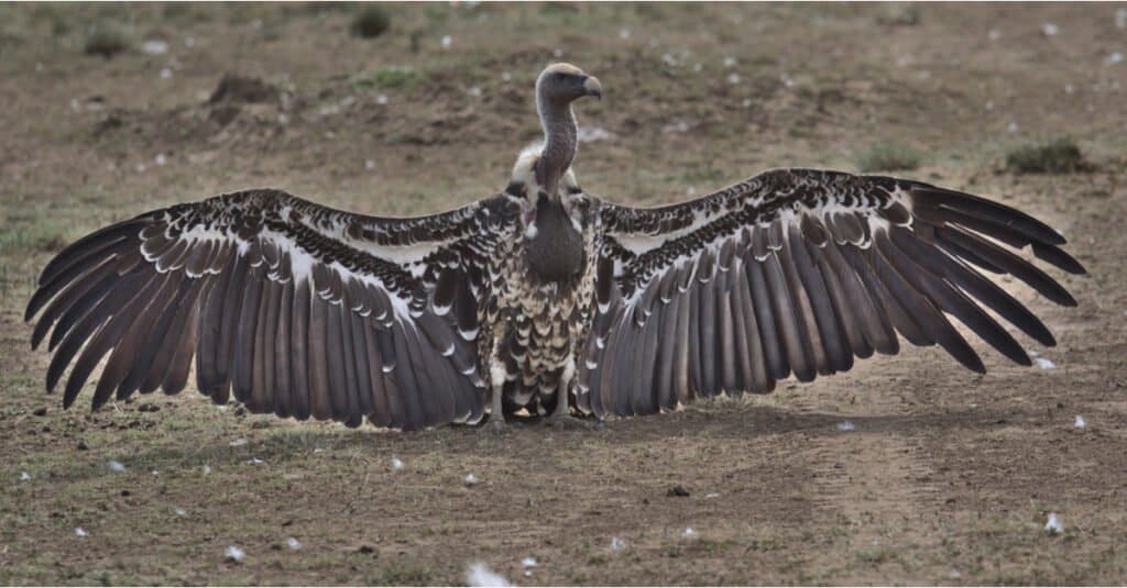 Avvoltoio contro Condor
