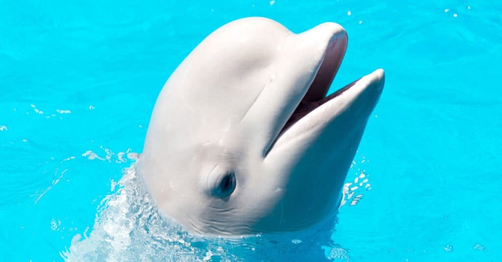 baby-beluga-primo piano