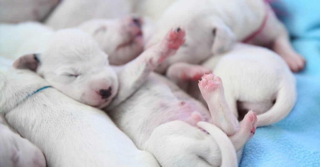 baby-cane-dalmata